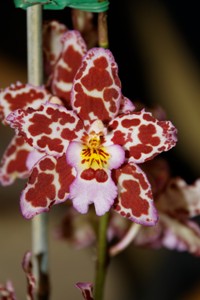 Oncidium N.R. Rustic Canyon HCC 75 pts.